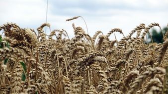 cereals on the field