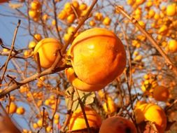 persimmon fruit ripe tree