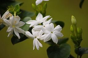 white jasimna on a green background