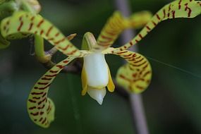 nice orchid plant