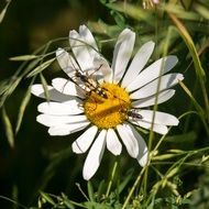 incredibly tasty marguerite flower