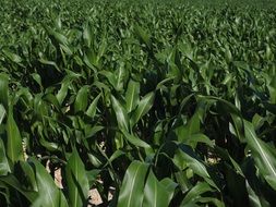field of corn cultivation