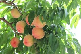 ripe peaches on a tree