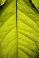 veins on leaves close-up