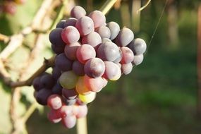 purple grapes ripening on vine