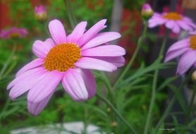 summer flowers in the garden