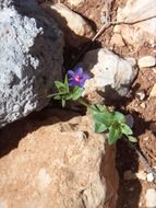 rocks floral