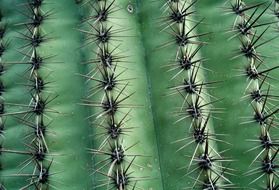 juicy cactus with sharp thorns