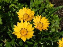 yellow gazania floral plant in garden