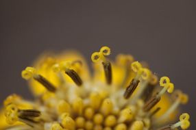 Macro photo of Yellow flowers of a plant