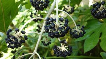 black umbrellas of berries in the garden