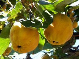 closeup picture of Yellow quince fruits on the tree branches