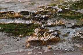 grass on a frosty morning