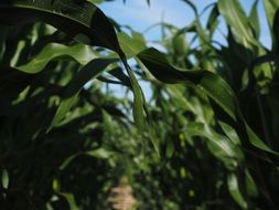 green corn leaves