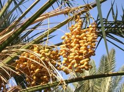 branch with ripe dates