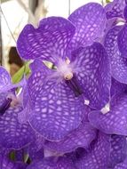 nice orchid purple and white flowers