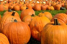 pumpkin october harvest