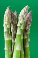 green asparagus on green background