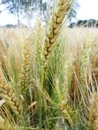 wheat like ears close up