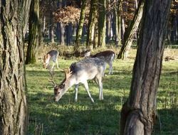 deer in a wildlife park