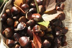 maroni, sweet chestnuts