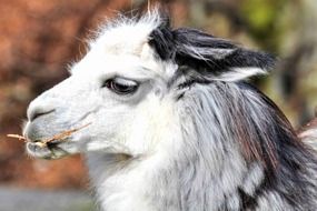 photo gray-white llama chewing grass