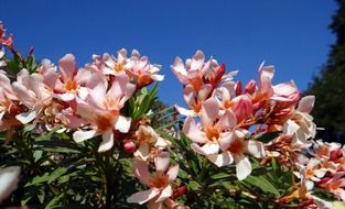 flower oleander outdoors