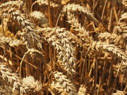 field of golden wheat spikes