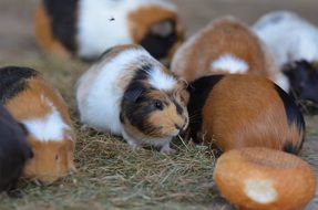 Cute family of colorful guinea pigs