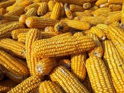 harvest Corn in autumn