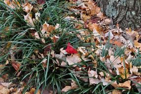 red leaf leaves