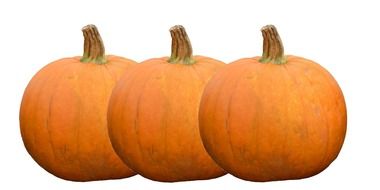 drawing of three pumpkins