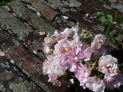 petals of a poorly pink rose on a wooden floor