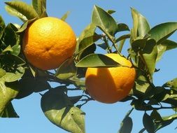 oranges on a branch on a sunny day