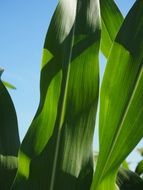 closeup picture of field of green corn leaves