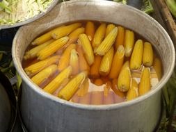 bunch of corn boiled in a big pot