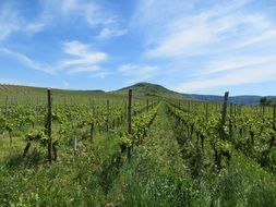 vineyards grapes, perennials