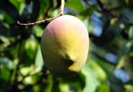 mango on a branch close up, dharwad, india