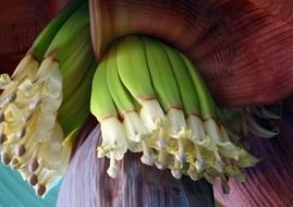 Banana flowers blossom on the banana tree
