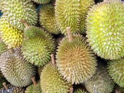 durian harvest in Singapore