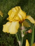 yellow iris