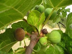 fig tree with unripe green fruit close-up