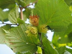 Raw nuts on hazelnut bush