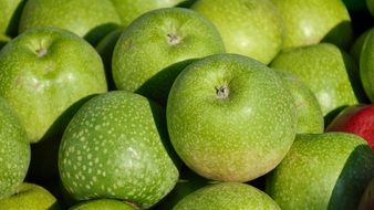 harvested green apples