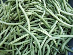 bean harvest in agriculture