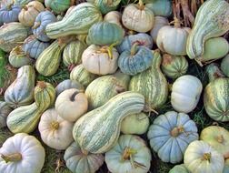 pumpkin of different sizes and colors