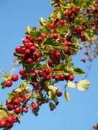 Red berries on a bush branch