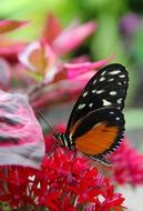 Butterfly on a red flowers