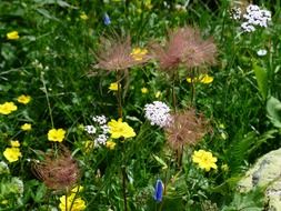 variety of flowers in the meadow