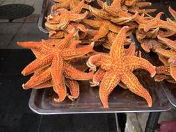 incredibly tasty starfish asterias